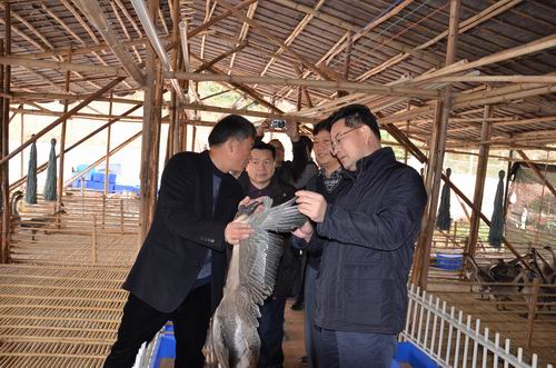 调研组听取基地负责人介绍黑鬃鹅的特性
