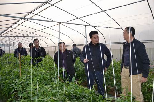 与高要市嘉友无土栽培产业有限公司大棚种植基地负责人交流