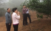 河源市科协到东源县上莞仙湖茶种植基地调研