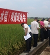 江门市农学会农作物新审定品种（水稻）观摩现场会在三江镇召开
