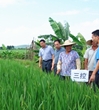 江门市农学会“水稻‘三控’技术推广应用”项目近日正式启动