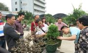 惠州市惠阳区盆景协会赴广州市番禺区交流学习