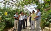 肇庆市科协到鼎湖区调研台商水果种植基地
