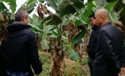 省市农技专家开展学术研讨，把脉香蕉枯萎病解决方案