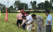 江门市新会天之源科普示范基地举办优质高产水稻新品种“Y两优098”现场观摩培训会