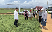 湛江市徐闻县举办“绿韭飘香，富农启航”韭菜种植技术培训活动