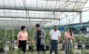 广州市花都区科协专题调研花都蓝莓产业