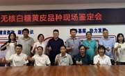 云浮市郁南县举办无核白糖黄皮新品种现场鉴定会