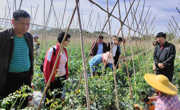 茂名市老科协农艺专家深入南塘镇村头坡村调研指导特色产业发展